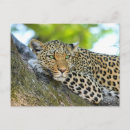 Recherche de léopard cartes postales Animal sauvage