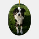 Recherche de berger australien ornements Chien