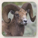 Suche nach ram untersetzer Bighornschaf
