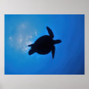 Suche nach galapagos schildkröte poster Natur