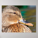 Suche nach stockenten poster Natur