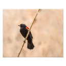 Recherche de aile rouge posters Photographie