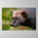 Suche nach extrem poster Tier