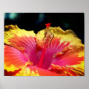 Suche nach gelber hibiskus poster Bunt