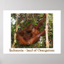 Suche nach orang utan mutter poster Tier