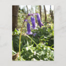 Suche nach bluebells postkarten Wildblumen