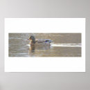 Suche nach stockenten poster Tiere