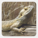 Recherche de barbu autocollants Reptile