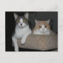 Suche nach verständnis karten Lustiges katzenbild