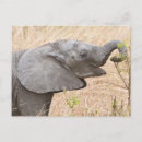 Suche nach junger elefant postkarten Afrika