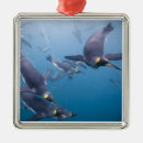 Suche nach die antarktis ornamente Meer