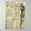 Suche nach menschliches bein poster Anatomie des menschen