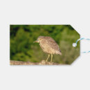 Recherche de héron de nuit Faune