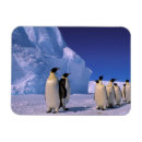 Suche nach die antarktis magnete Eis