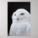 Suche nach schnee eulen poster Weiß