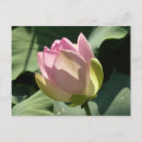 Recherche de florale cartes postales Nature