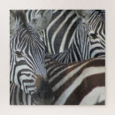 Recherche de rayures de zèbre puzzles Safari