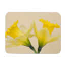 Recherche de jonquille magnets Plante