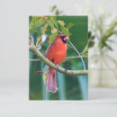Suche nach vogelkarten Vogelgeschenke