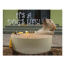 Suche nach lustig hund kodak poster Hunde