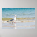 Suche nach seeadler poster Seegras