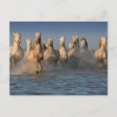 Recherche de camargue cartes postales Plage