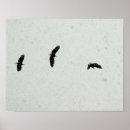 Suche nach vogel im flug poster Himmel