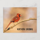 Recherche de cardinal nord cartes postales Oiseaux