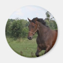 Suche nach pferdemagnet Reiter