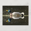 Suche nach ente postkarten Natur