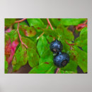 Suche nach heidelbeere poster Reif