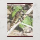 Recherche de rob cartes postales Oiseau