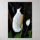 Suche nach blumenfoto poster Lilienfoto