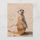 Recherche de suricates cartes postales Animaux