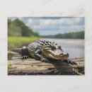 Suche nach amerikanischer alligator postkarten Reptil