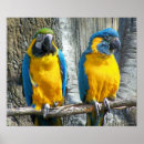 Suche nach colorful bird poster Birds
