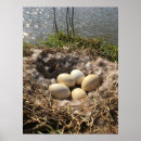 Suche nach kanadische gans poster Fotografie