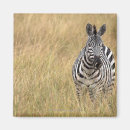 Suche nach kenia magnete Zebra