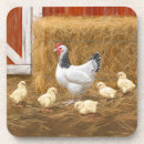 Recherche de poussin de bébé bar Poussins