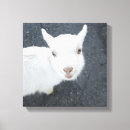 Suche nach junges tier leinwandbilder Tiere