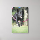 Suche nach border collie leinwandbilder Tag
