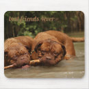 Recherche de amis tapis souris Animal
