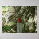 Suche nach roter kardinal poster Wildvogel