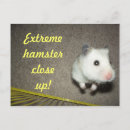 Recherche de hamsters cartes postales Adorable