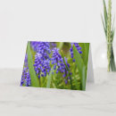 Suche nach hyazinthen karten Lila