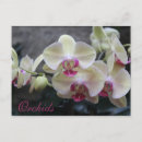 Suche nach orchideen postkarten Flora
