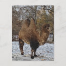 Recherche de bosse cartes postales Photographe