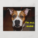 Recherche de amstaff en cartes postales Pour tous