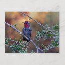 Recherche de colibris cartes postales Faune