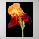 Recherche de barbu posters Fleurs